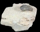Small Reedops Trilobite - Lhandar Formation, Morocco #45590-2